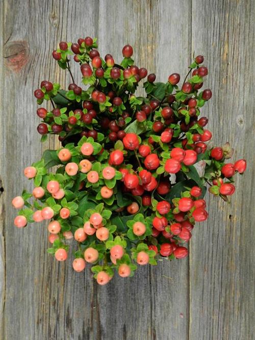 Assorted Hypericum